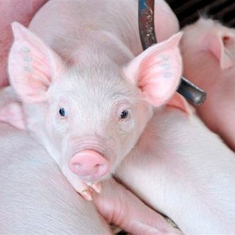 Foto de Animal Nutrition