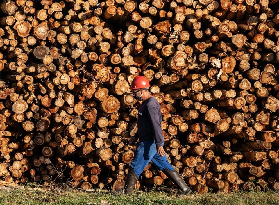 A TANAC é a maior plantadora de Acácia-Negra do mundo com 23 mil hectares de florestas