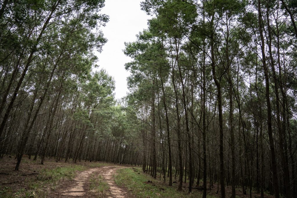 Dia da Árvore: TANAC celebra a importância da data para o planeta