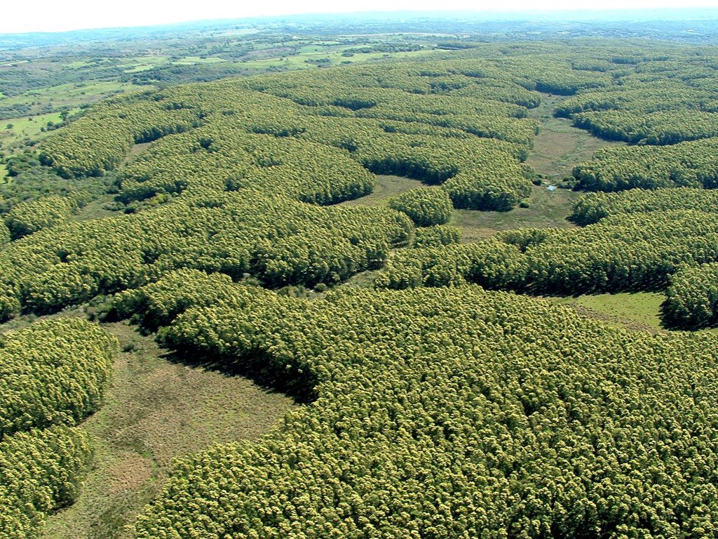 TANAC sequestra oito vezes mais gás carbônico do que emite