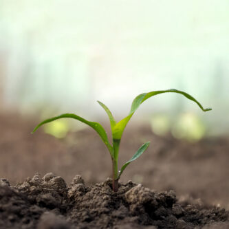 Foto de Plant nutrition