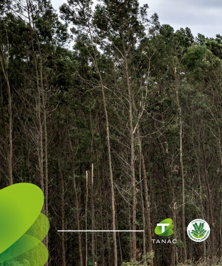 Planting of black wattle is highlighted in the Correio do Povo